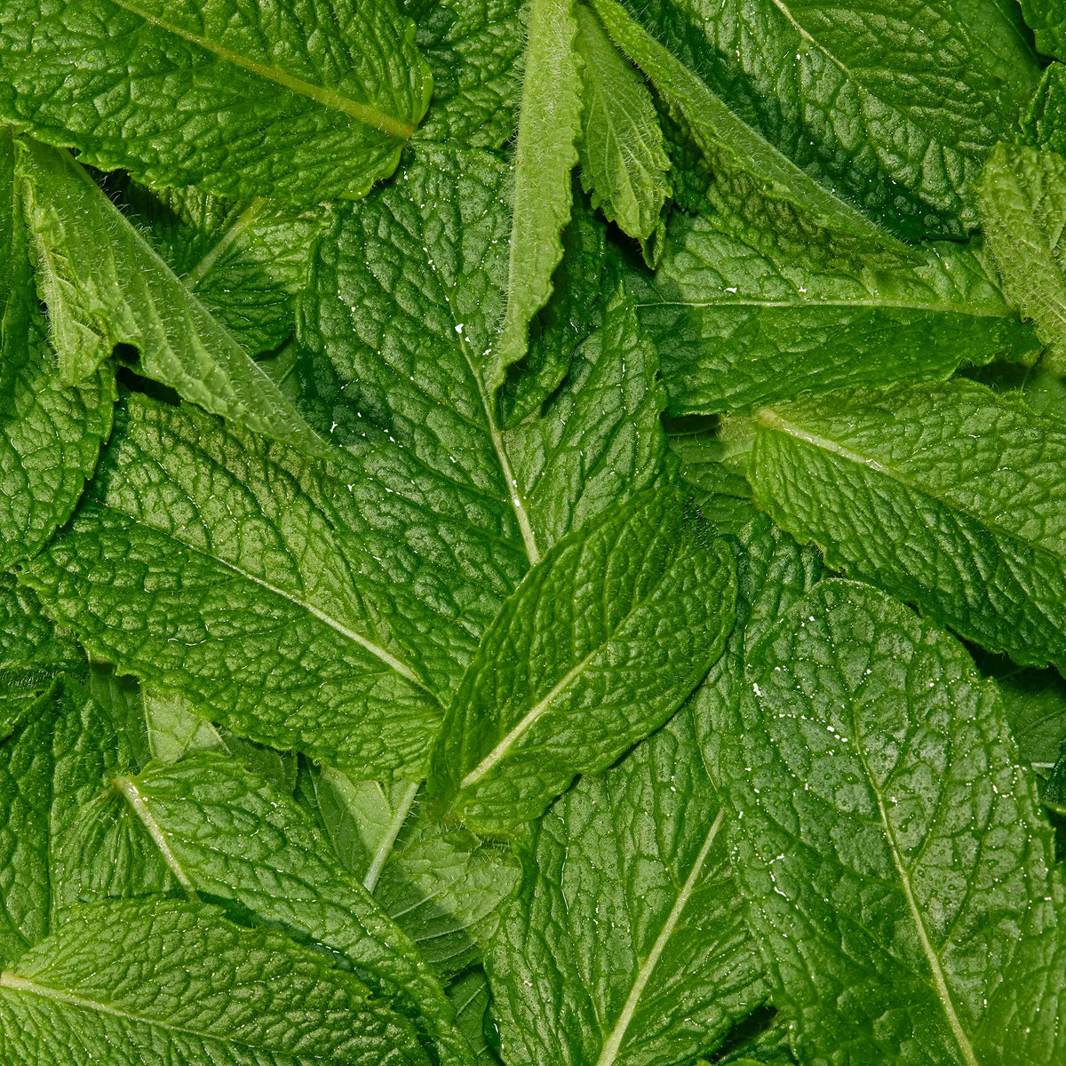 Peppermint Essentials Bundle