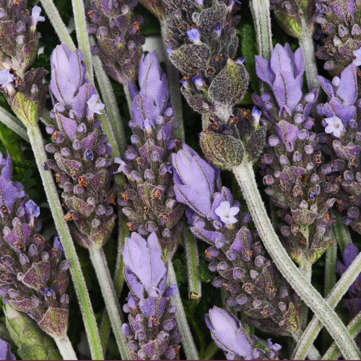 Calming Lavender Bundle